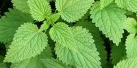 مراقبت از موها با گزنه + گزنه را چطور مصرف کنیم؟