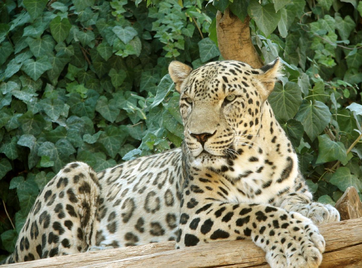 مشاهده شدن ۴ پلنگ ایرانی در سوادکوه مازندران + فیلم