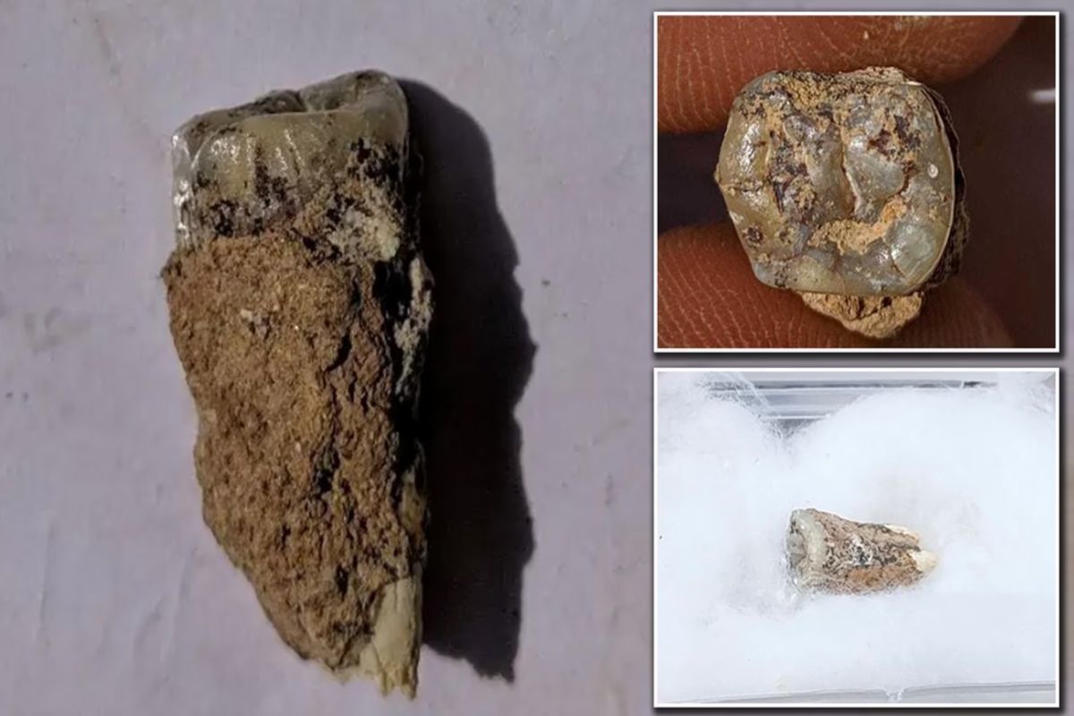 کشف قدیمی‌ترین دندان موجود در جهان! +تصاویر