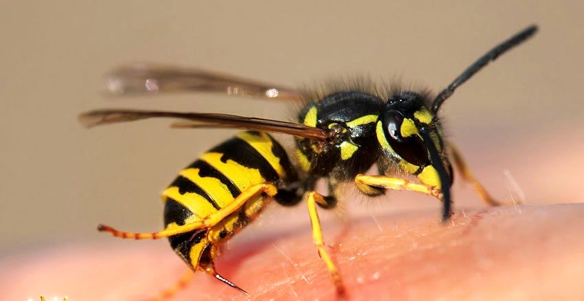 حمله زنبورها به بازیکنان فوتبال، بازی را تعطیل کرد+ فیلم