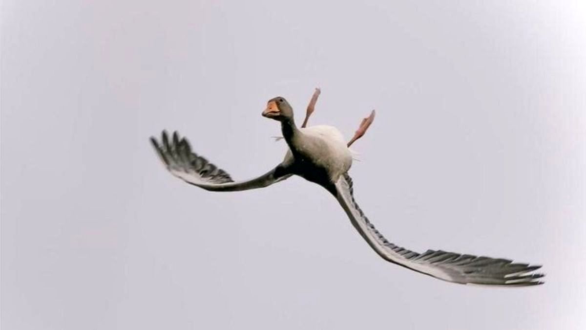 پرنده ای عجیب که وارونه پرواز می کند +عکس