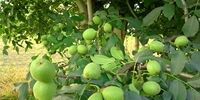 استعلام قیمت و خرید نهال گردو در کمتر از 5 دقیقه