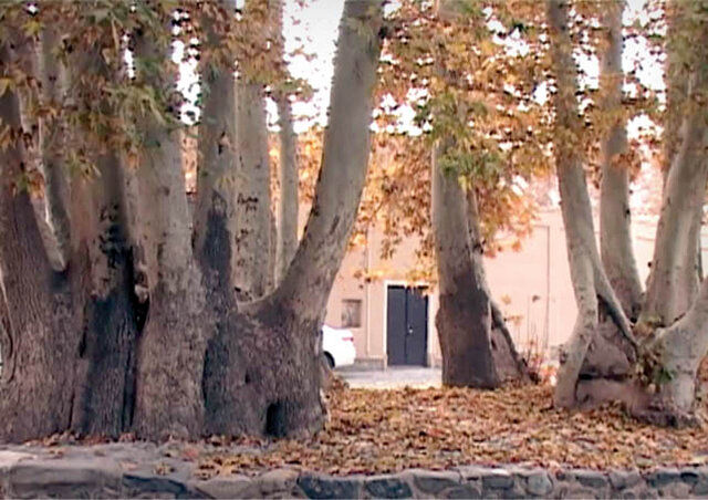 عجیب ترین و حیرت انگیزترین درخت های ایران+ تصاویر