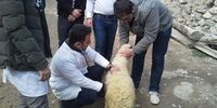 هشدار دامپزشکی در خصوص شیوع تب کریمه کنگو