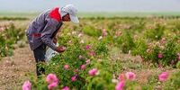  عربستان گل‌محمدی ایران را به نام خود ثبت جهانی کرد