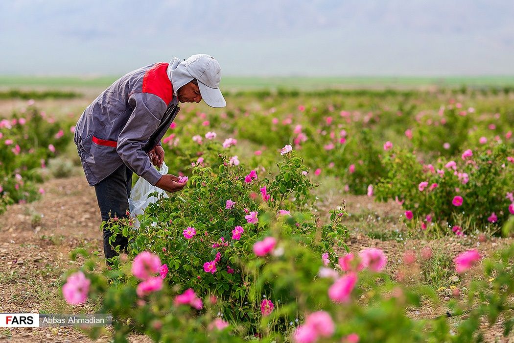 عربستان گل‌محمدی ایران را به نام خود ثبت جهانی کرد
