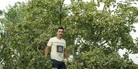 طلای سبز ایران کشف شد