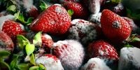 میوه کپک زده  چقدر برای بدن خطرناک است ؟

