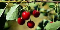 خواص شگفت انگیز آلبالو برای بدن/لیست بیماری هایی که با آلبالو درمان می شوند