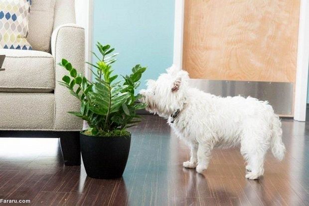 خطرناک‌ترین گیاهان آپارتمانی را بشناسید