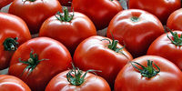 ترکیب گوجه‌فرنگی با این مواد غذایی ممنوع