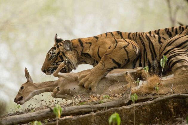 WildLife 1
