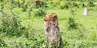واکنش روزنامه اصلاح طلب به شعار «زنده باد درخت»/ شهرداری در سال هزار میلیارد تومان از قطع درختان درآمد دارد