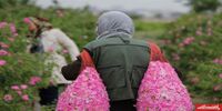 چین مشتری اصلی گل محمدی ایران | «رز طائف» تهدیدی برای ایران در بازار جهانی است؟
