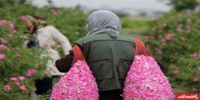 چین مشتری اصلی گل محمدی ایران | «رز طائف» تهدیدی برای ایران در بازار جهانی است؟