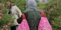 چین مشتری اصلی گل محمدی ایران | «رز طائف» تهدیدی برای ایران در بازار جهانی است؟
