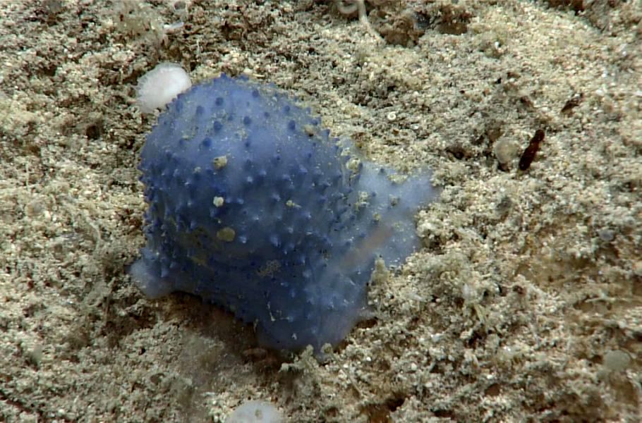 کشف موجودی عجیب و ناشناخته در اعماق اقیانوس اطلس+ فیلم