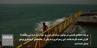 ویدئو/ پرنده‌های مهاجر در سواحل بوشهر