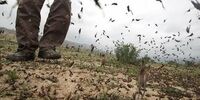 هجوم ملخ‌ها به کشور؛ این بار بیشتر از قبل