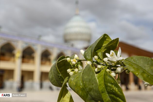 بوی بهار نارنج در اردیبهشت شیراز