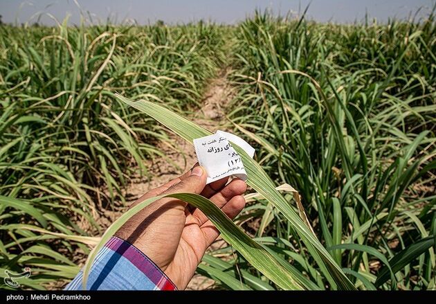 تشنگی مزارع نیشکر هفت تپه