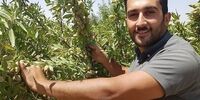 کاشت نهال بادام در زمین های دیم و کم آب!