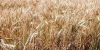 نرخ مصوب خرید تضمینی گندم اعلام شد
