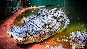 غول‌پیکرترین تمساح جهان که در گینس ثبت شد+عکس