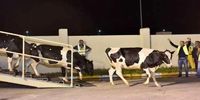 تداوم واردات گاو شیرده به قطر