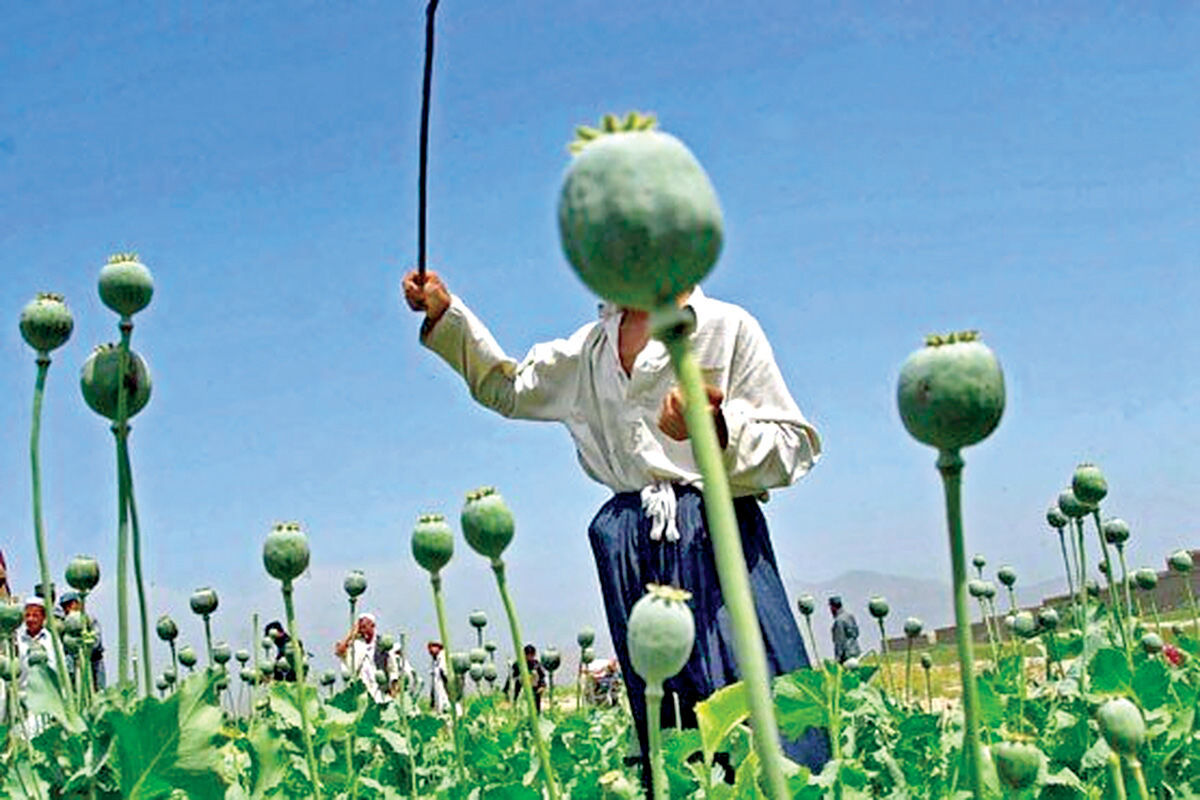 پیامدهای ممنوعیت کشت خشخاش برای بخش بهداشت و درمان / تولید مورفین در کشور به خطر افتاد