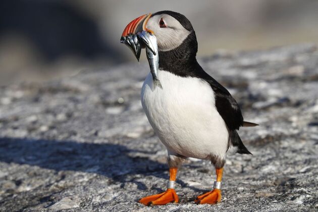 sYILarpxNeRV