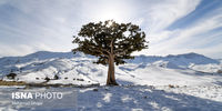 گزارش تصویری از زبیایی‌های زمستان در استان گلستان