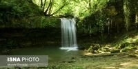 تصاویر| یک زیبایی بی نظیر در دل جنگل