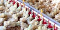 آخرین آمار جوجه ریزی در کشور/ کاهش قیمت مرغ زنده در بازار
