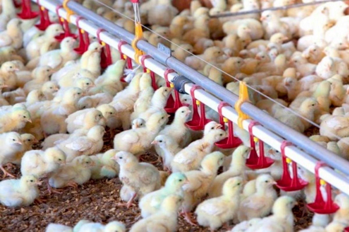 آخرین آمار جوجه ریزی در کشور / کاهش قیمت مرغ زنده در بازار