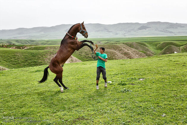 پرورش اسب روستای صوفیان