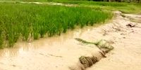 خسارت سیل به بخش کشاورزی اعلام شد: ۴۶ هزار میلیارد ریال