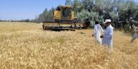 خروج گندم از ورامین ممنوع شد