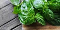 این سبزی خوشبو از پشه کش بهتر عمل می کند 