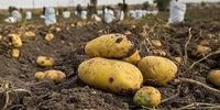 اقدام عجیب برای مهار قیمت سیب زمینی +جزئیات