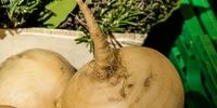 نکات مهمی که باید در پخت شلغم بدانید 