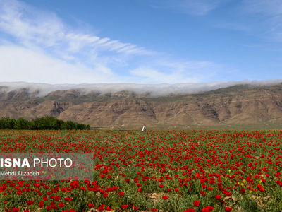تصاویر| ایران زیباست؛ دشت شقایق‌های بهاری