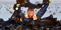تصاویری از برداشت جلبک دریایی در چین‎