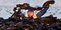 تصاویری از برداشت جلبک دریایی در چین‎