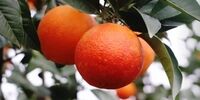 مصوبه ستاد تنظیم برای برای تامین میوه شب عید
