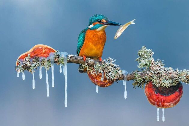 WildLife 1
