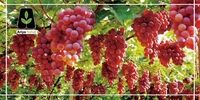 این بیماران اصلا انگور نخورند