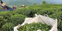 اعلام نرخ خرید تضمینی چای+ جزییات