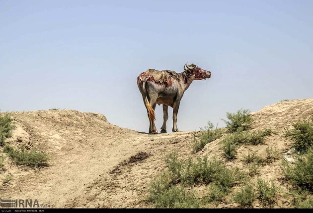 گاومیش هورالعظیم؛ عکس علی مهدی پور