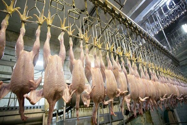 ۶۵ هزار تن گوشت مرغ در کشور تولید شد

